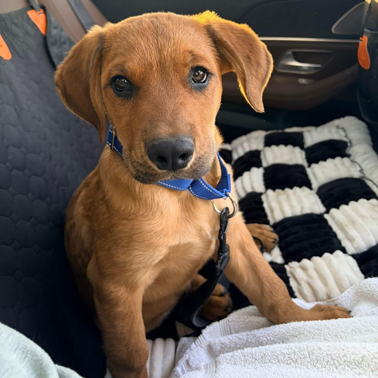 Enlarge Ford, a ADOPTABLE mixed breed in McHenry, IL image 3/4