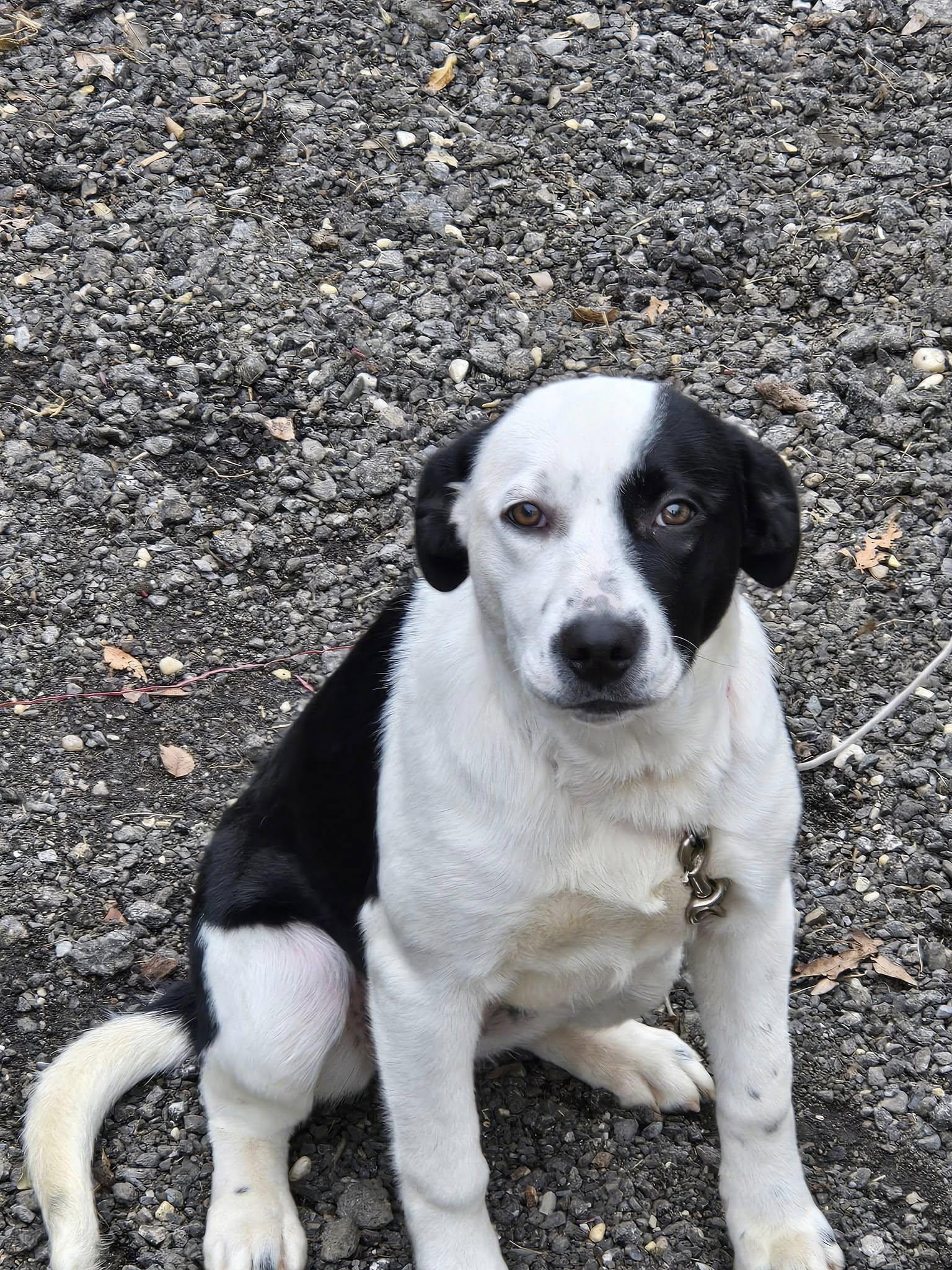 Mia, a Adopted mixed breed in White Plains, MD image 2/2