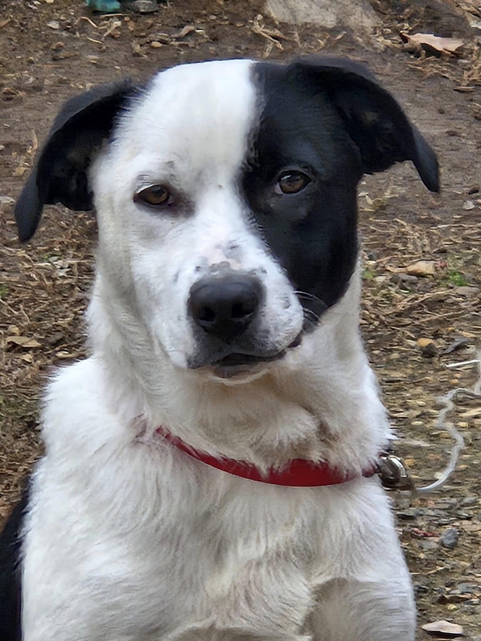 Mia, Adopted, Puppy Female Border Collie & Catahoula Leopard Dog.