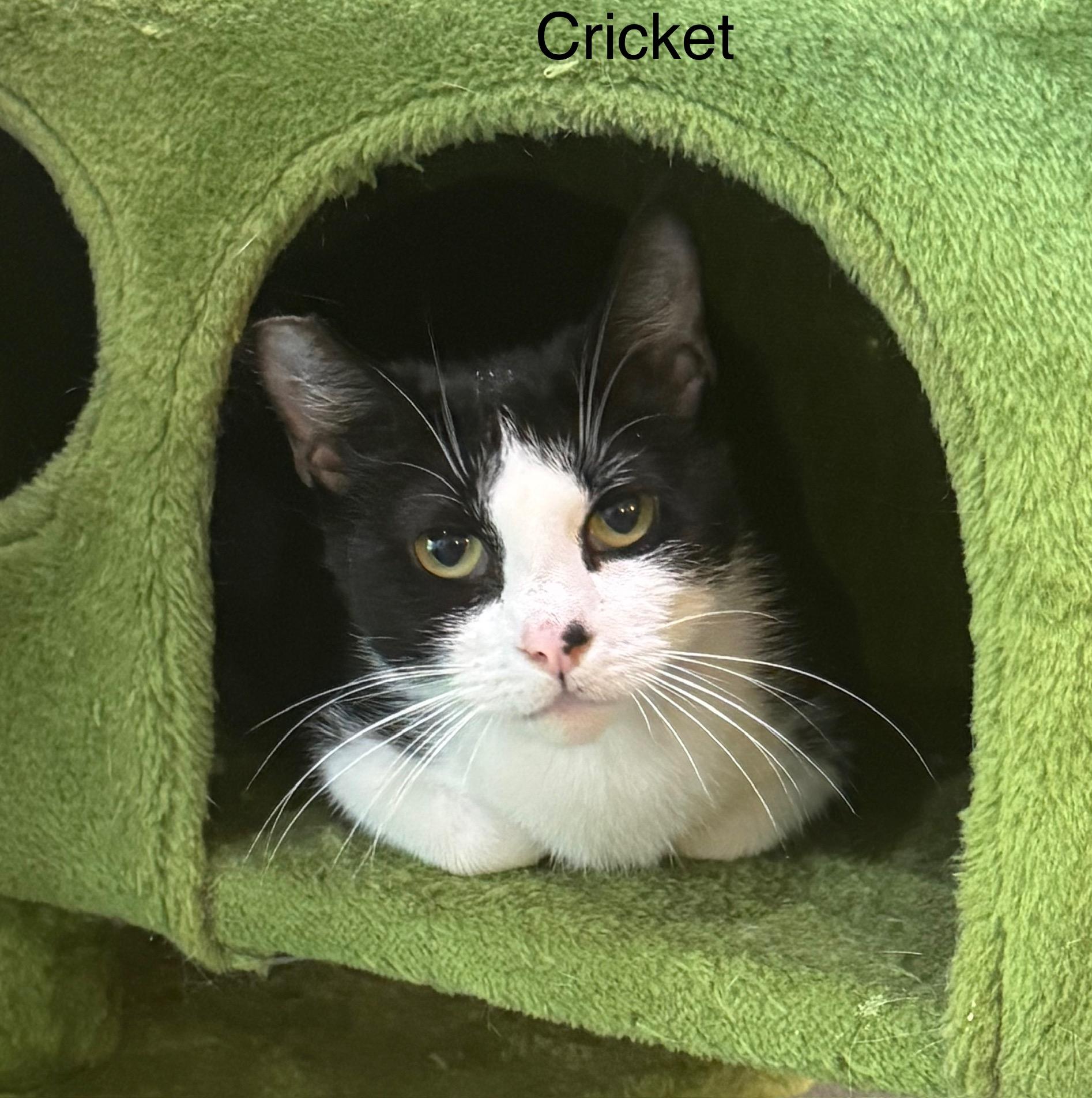 Enlarge Cricket, a Adoptable Domestic Short Hair in Ulster, PA image 1/1