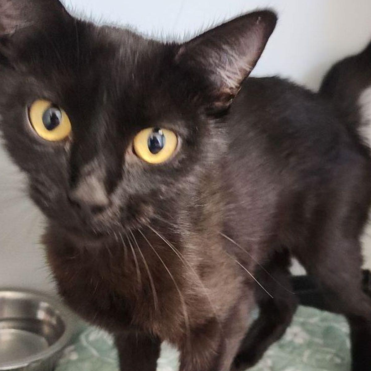 Safari, Adoptable, Adult Female Domestic Short Hair.