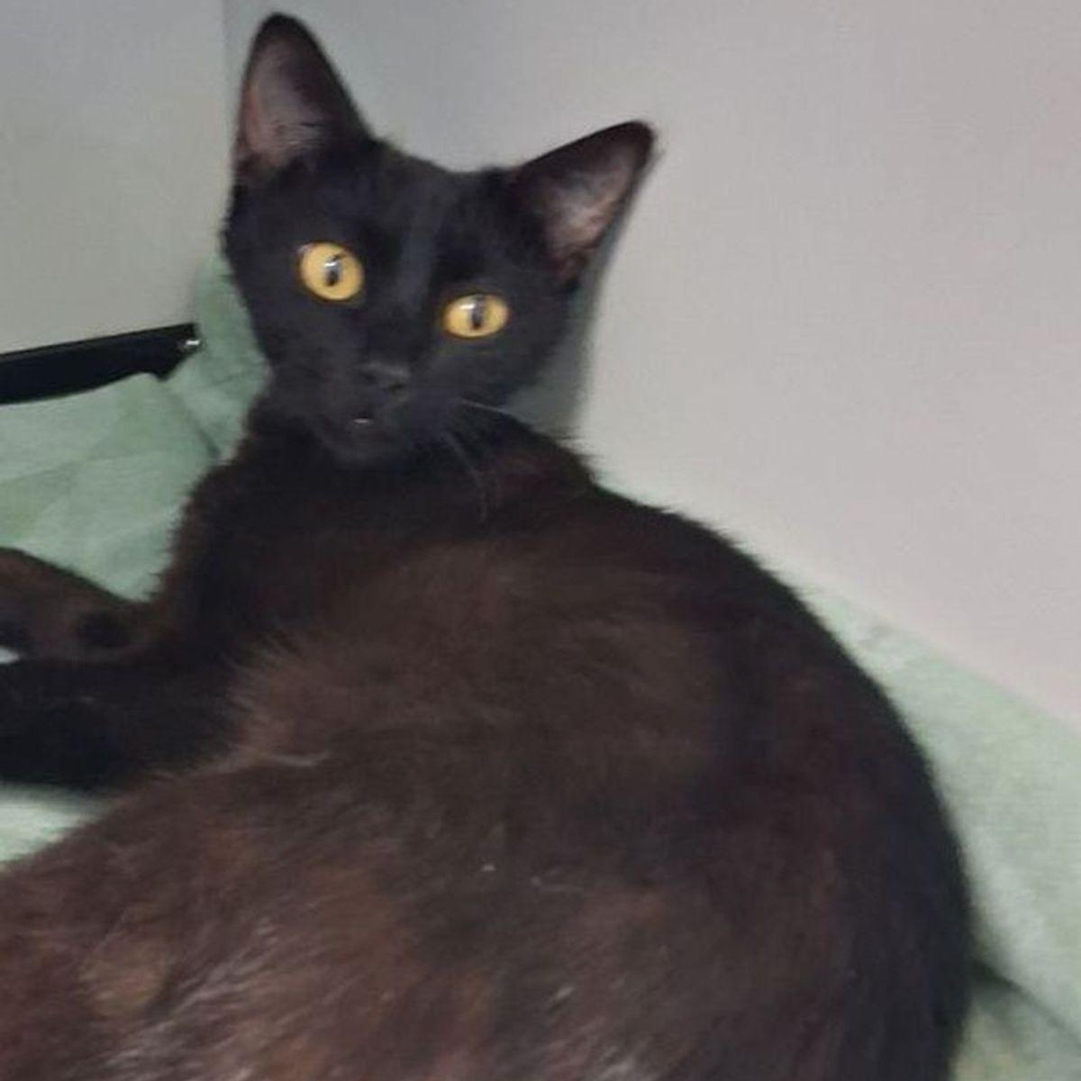 Enlarge Safari, a Adoptable Domestic Short Hair in Kingman, AZ image 2/2