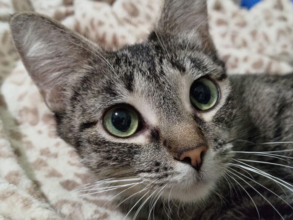 Enlarge Baby, a Adoptable Domestic Short Hair in Anoka, MN image 2/2