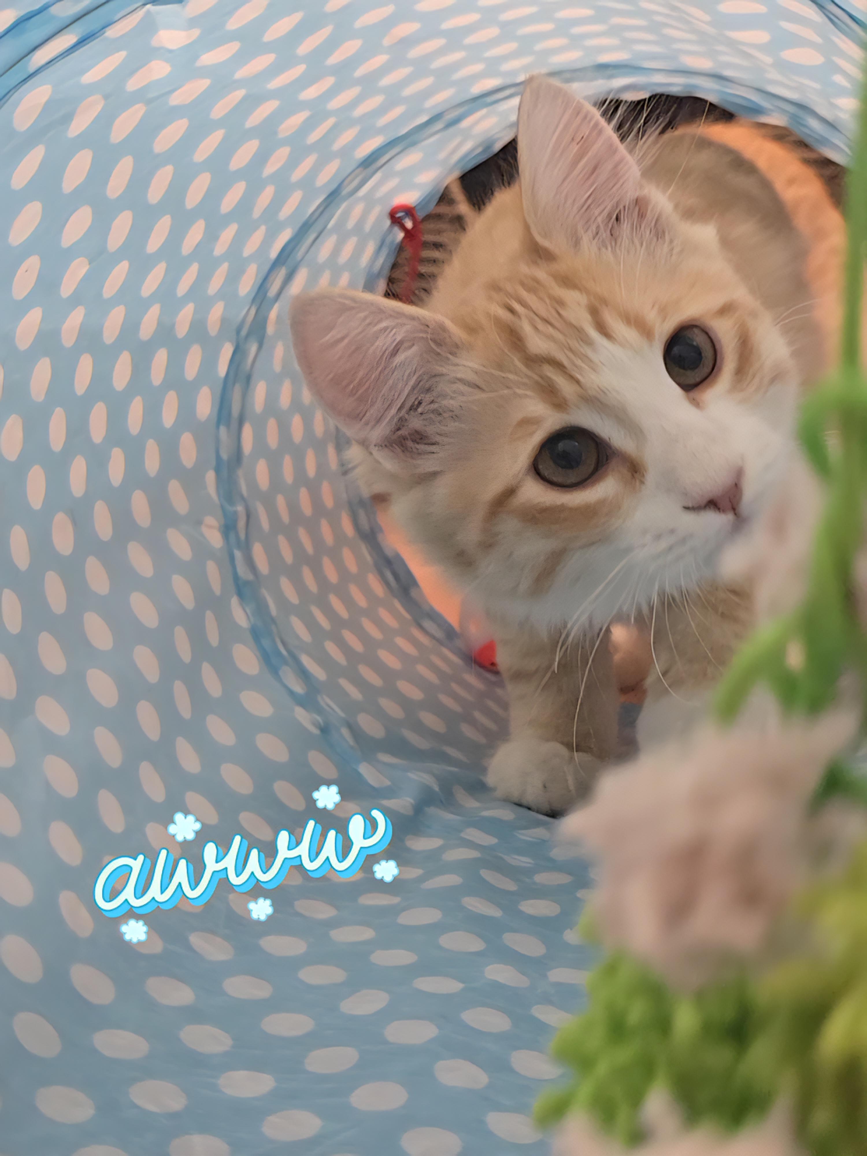 Enlarge Romeo, an adopted mixed breed in Glendale, AZ image 4/6