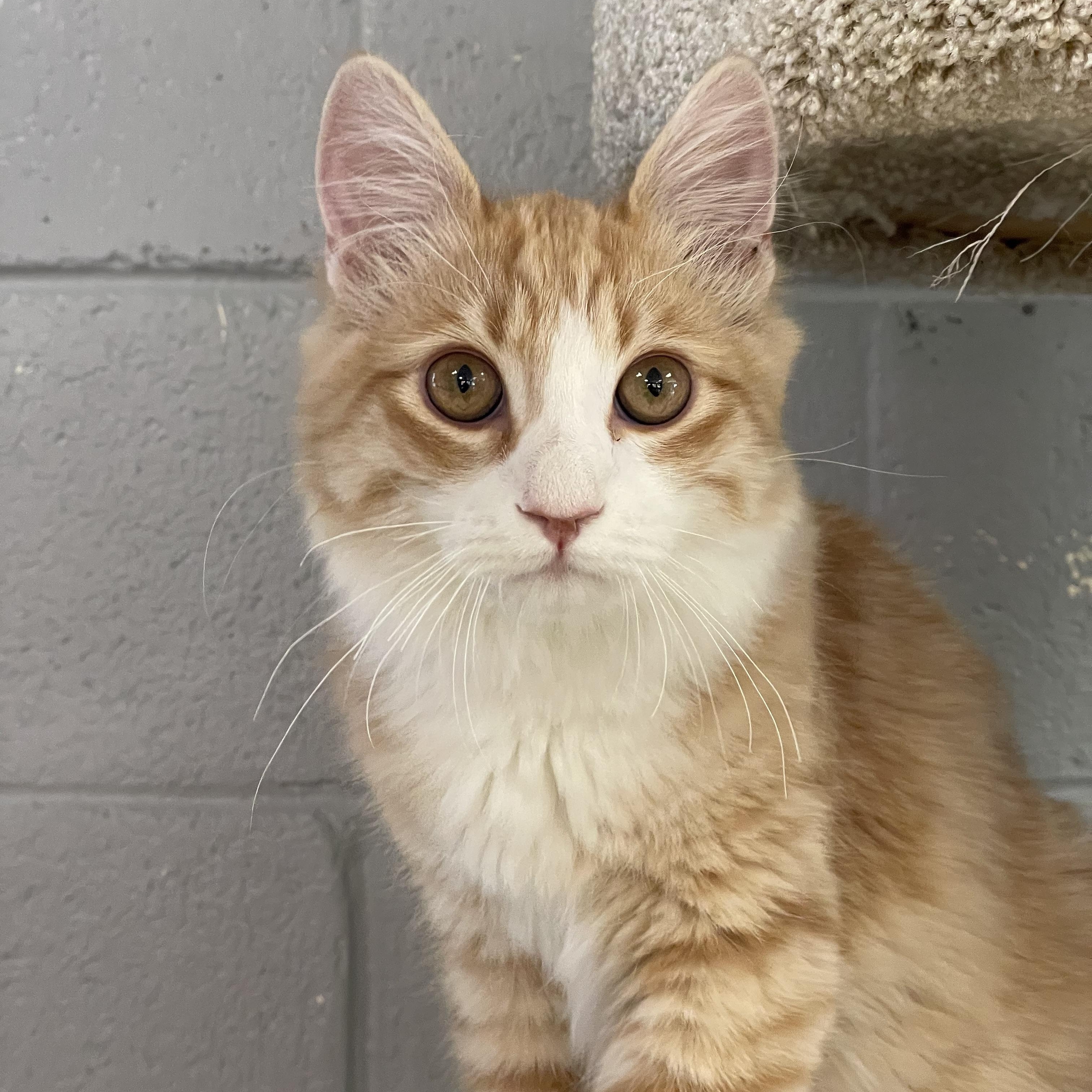 Enlarge Romeo, an adopted mixed breed in Glendale, AZ image 3/6