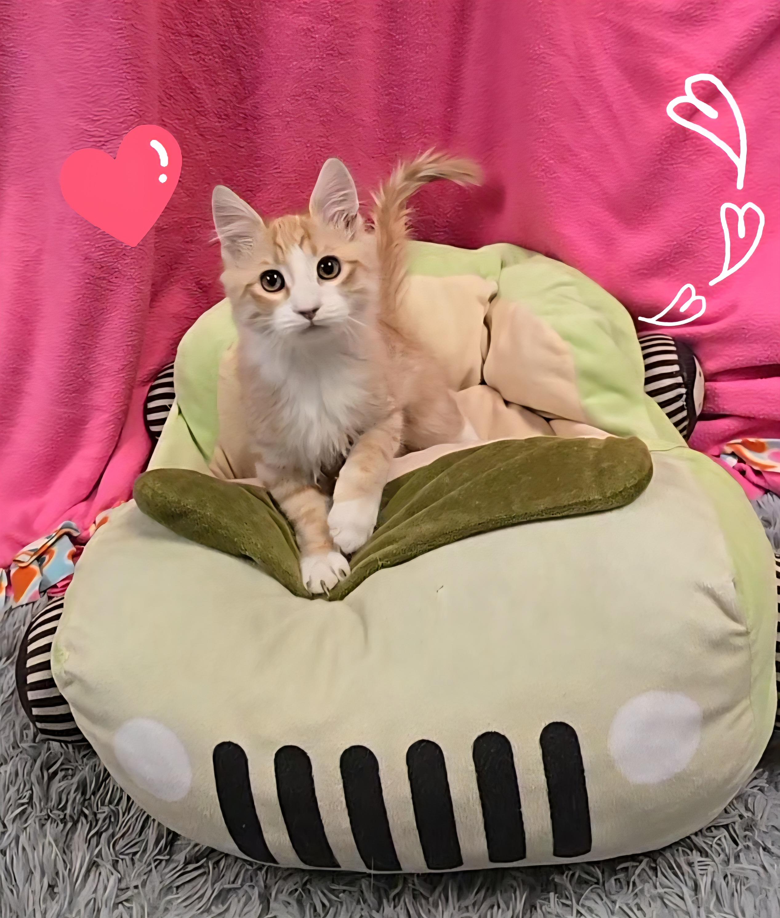 Romeo, adopted, Young Male Domestic Medium Hair & Tabby.