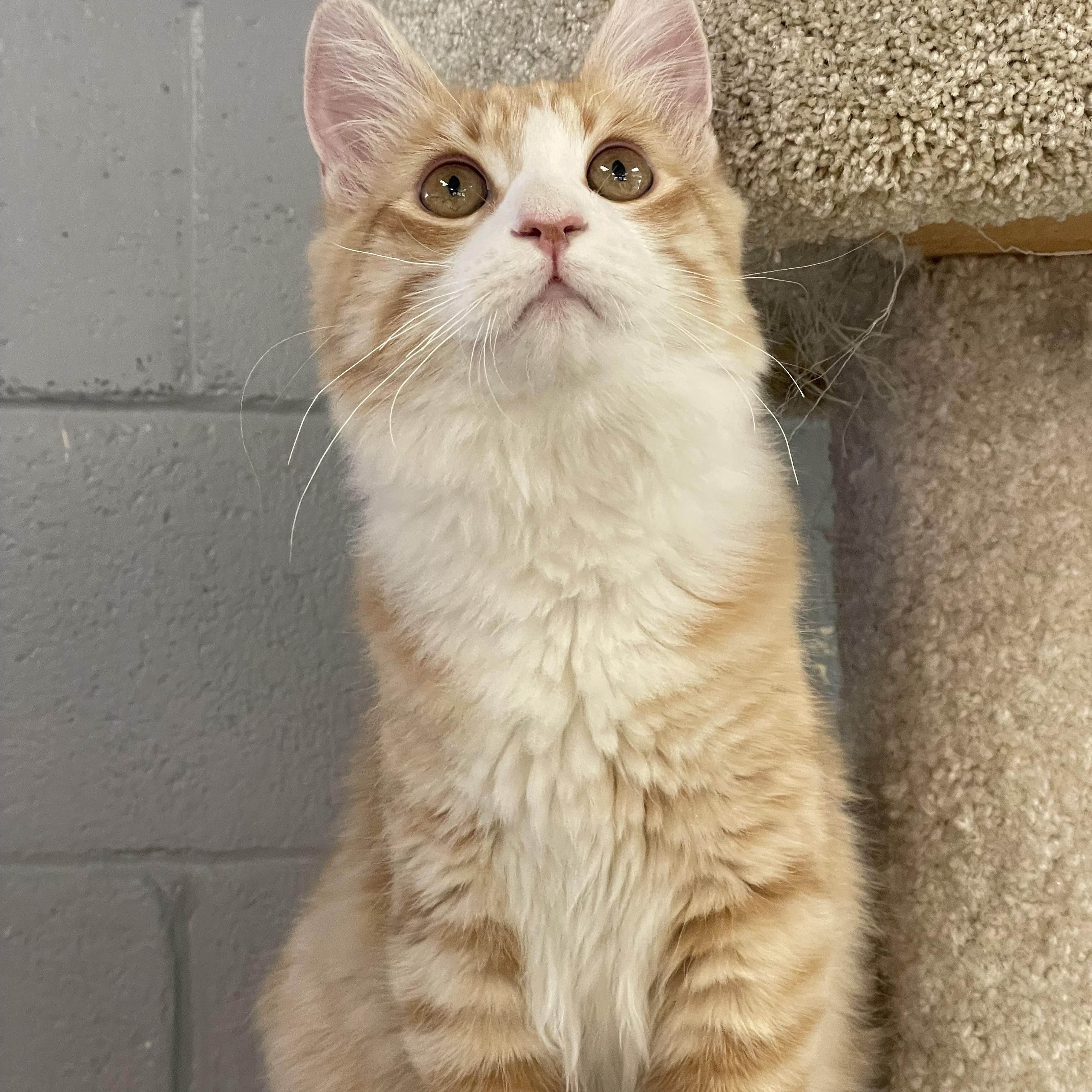 Enlarge Romeo, an adopted mixed breed in Glendale, AZ image 6/6