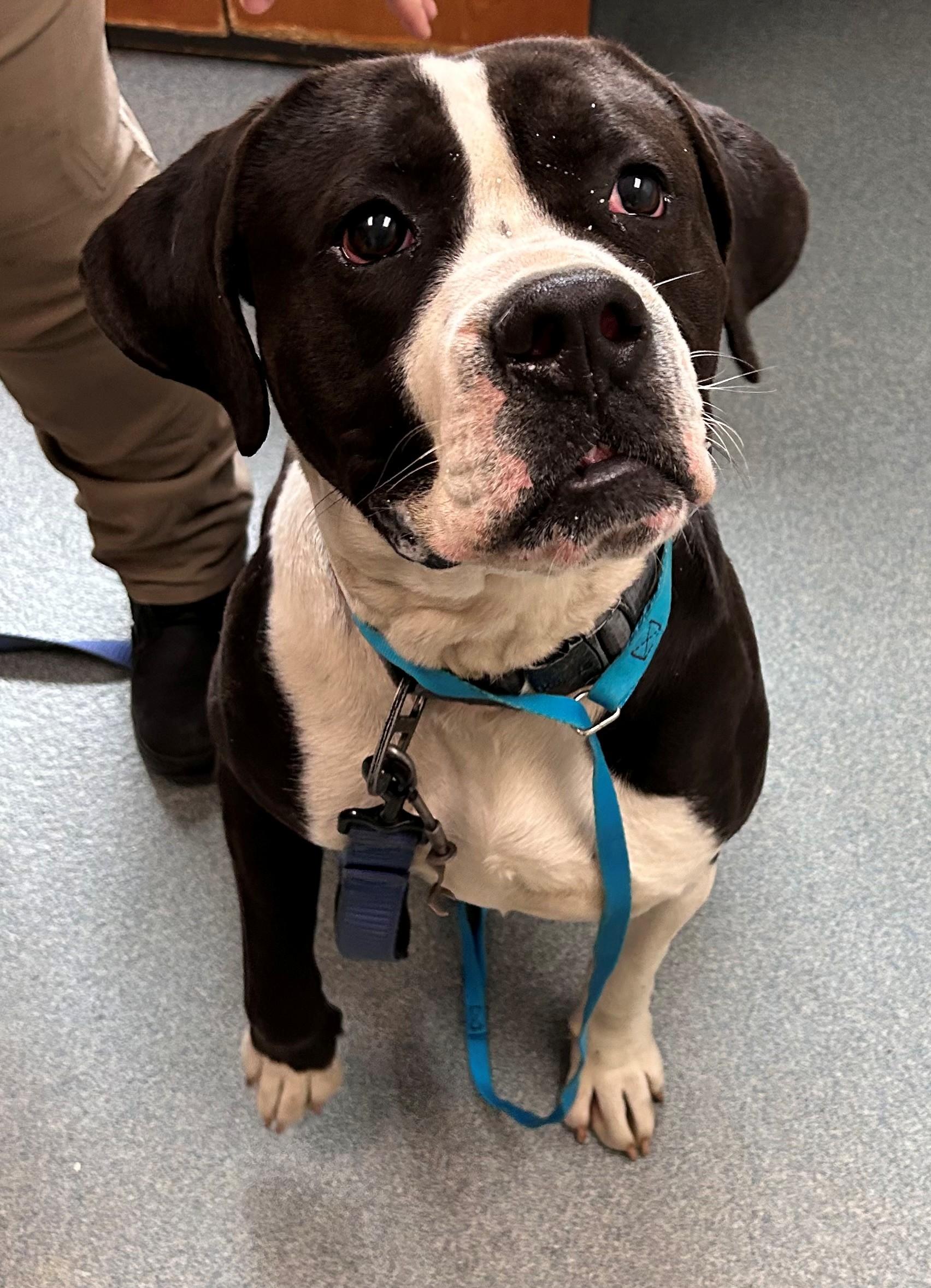 Dug, a ADOPTABLE Pit Bull Terrier in Suffolk, VA image 1/2