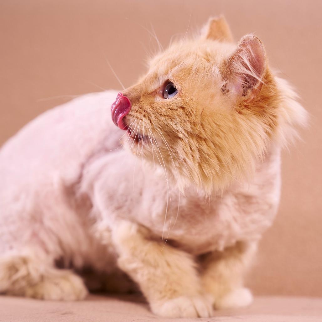 Rhett, a Adoptable Domestic Long Hair in Chaska, MN image 1/4