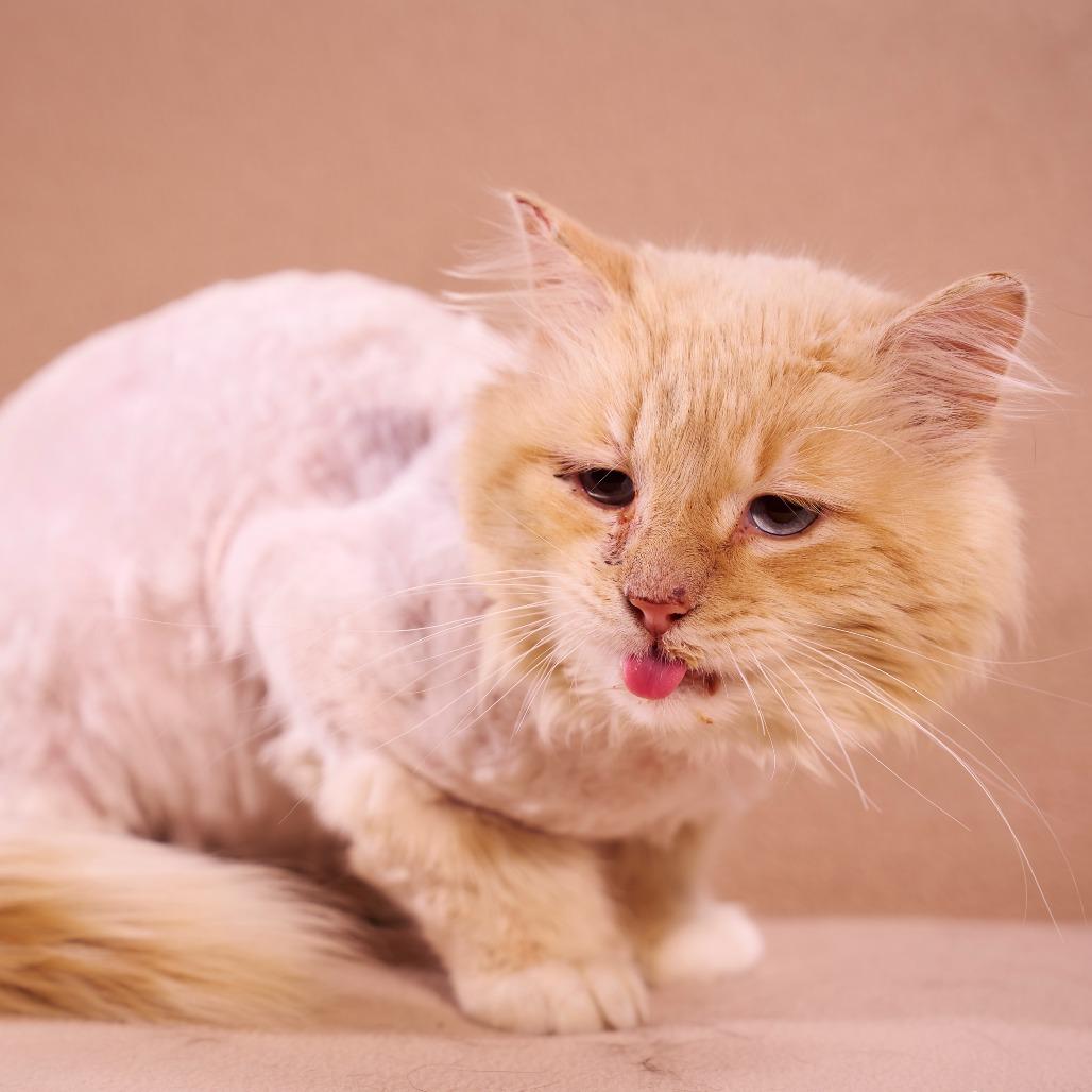 Rhett, a Adoptable Domestic Long Hair in Chaska, MN image 2/4