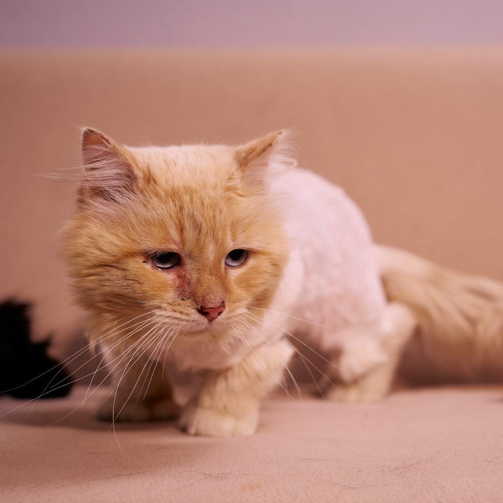 Rhett, a Adoptable Domestic Long Hair in Chaska, MN image 3/4