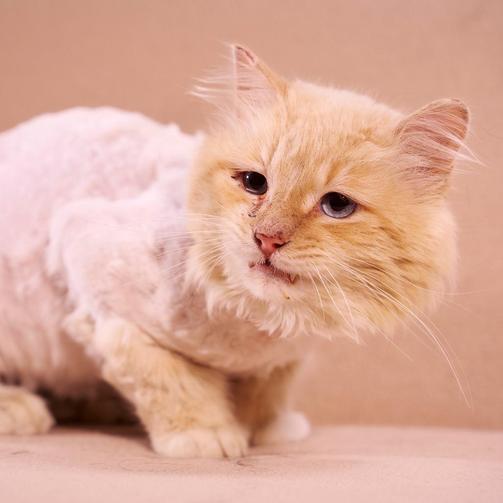 Rhett, a Adoptable Domestic Long Hair in Chaska, MN image 4/4