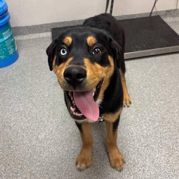 Sprout, Adoptable, Puppy Male Mixed Breed.