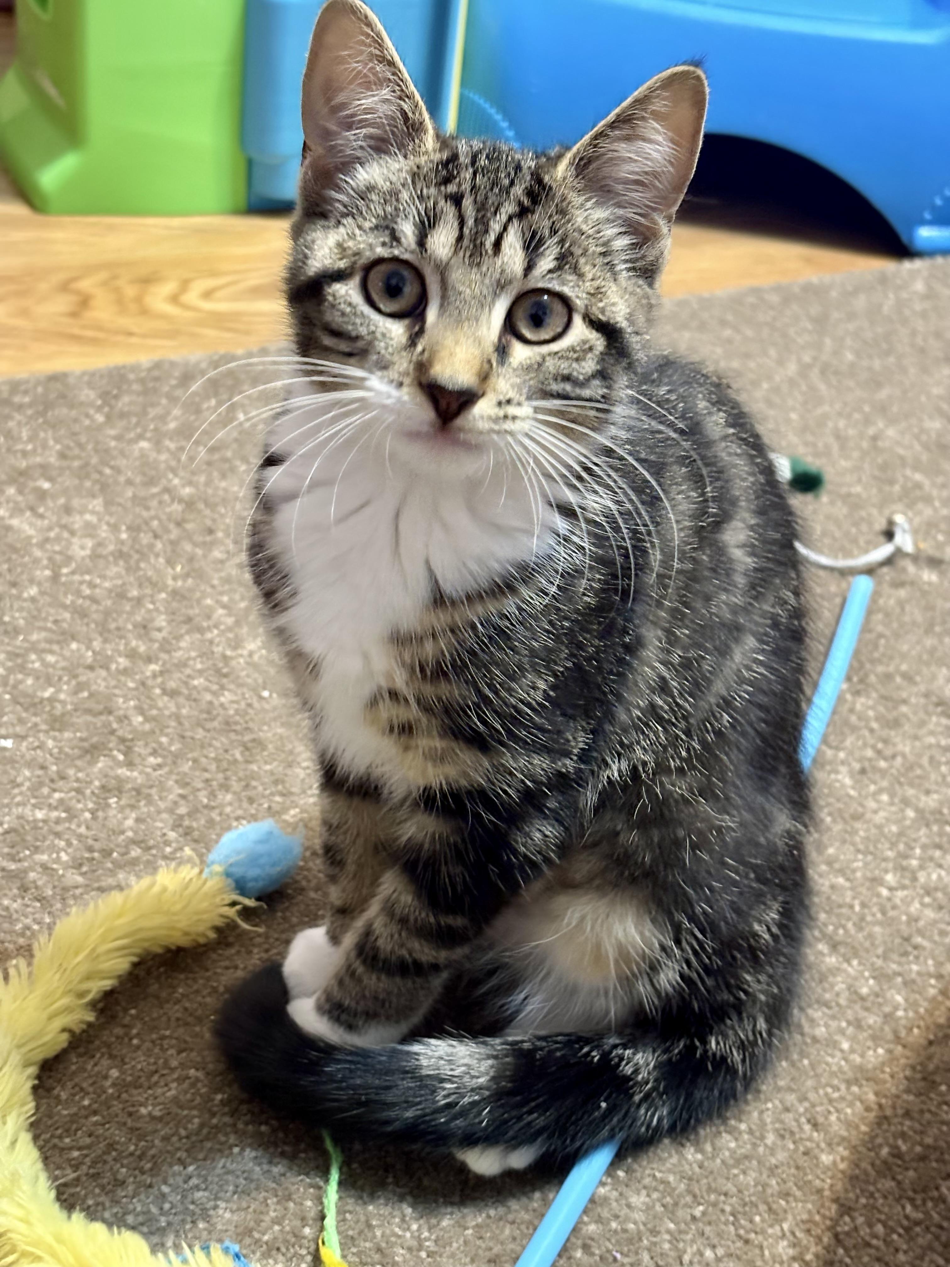 Enlarge Nancy Bee, an adopted Domestic Short Hair in Albany, NY image 2/3