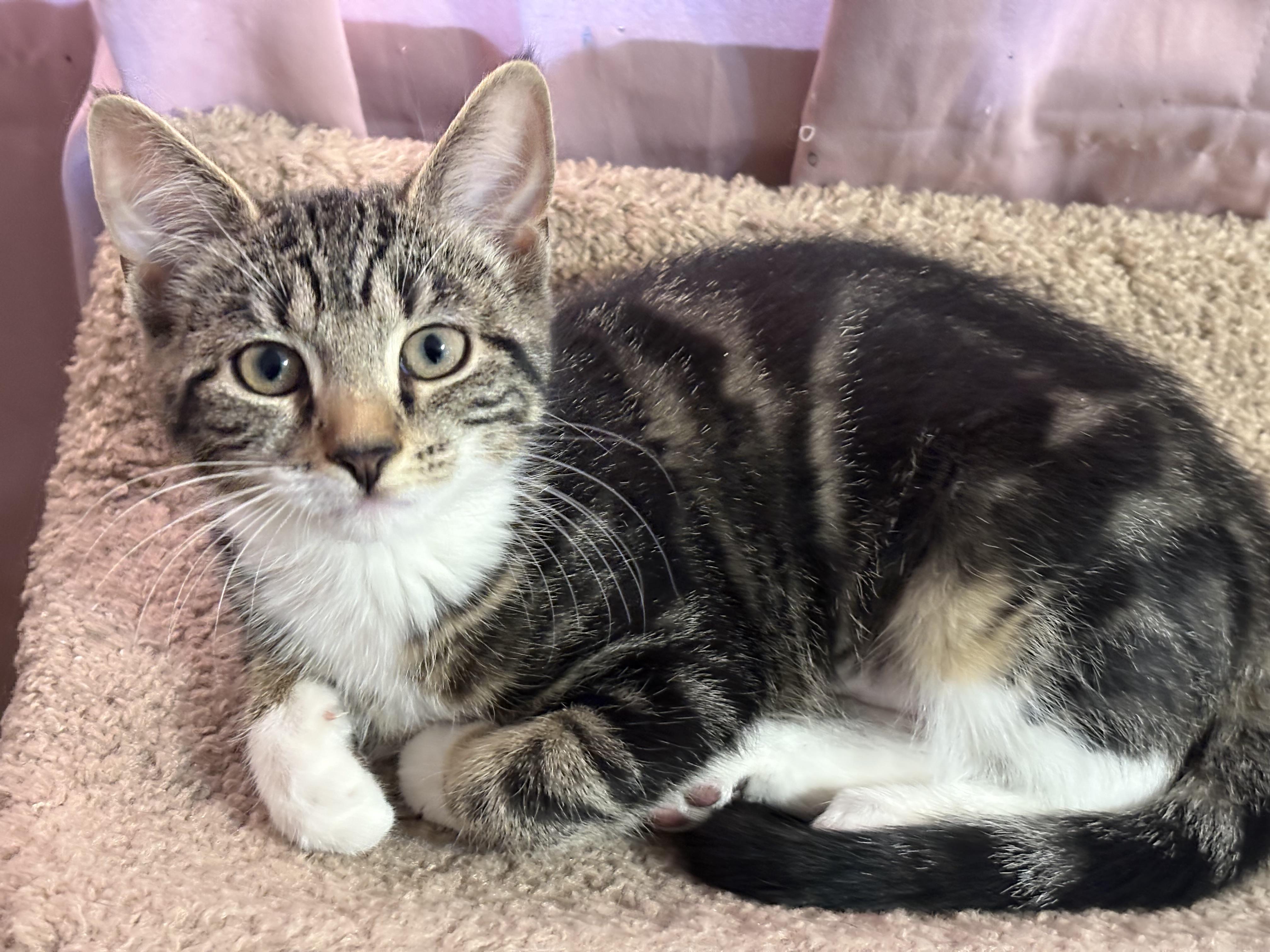 Enlarge Nancy Bee, an adopted Domestic Short Hair in Albany, NY image 1/3