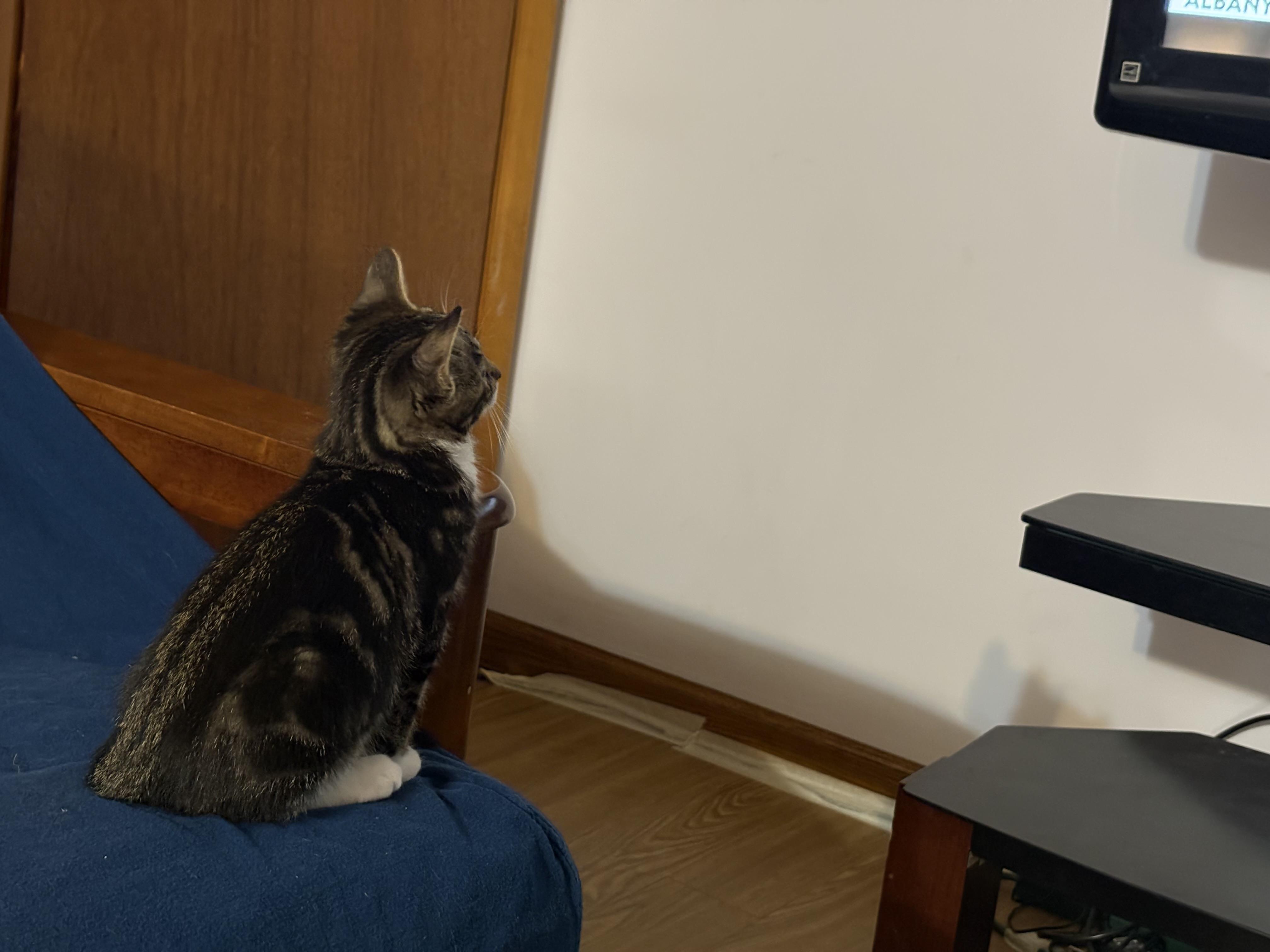 Enlarge Nancy Bee, an adopted Domestic Short Hair in Albany, NY image 3/3