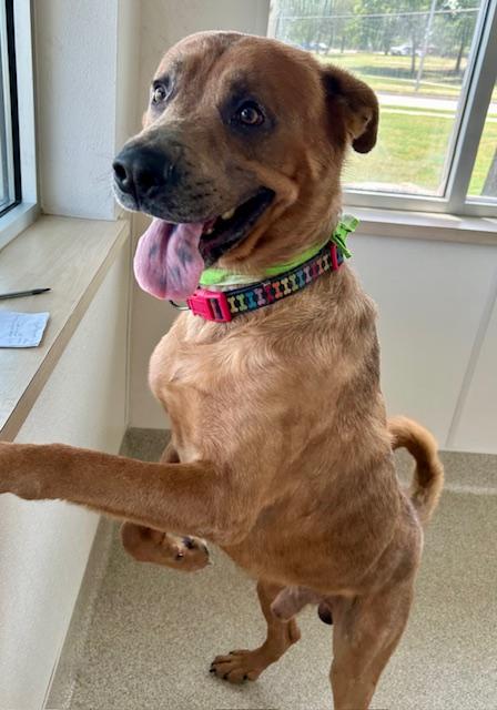 Bowie, Adoptable, Senior Male Bullmastiff.