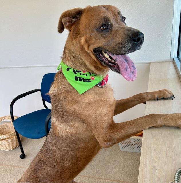 Bowie, an adoptable Bullmastiff in Plano, TX, 75025 | Photo Image 4