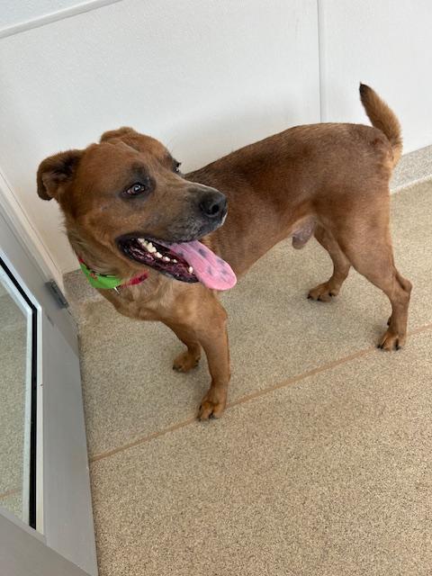 Enlarge Bowie, a Adoptable mixed breed in Plano, TX image 3/4