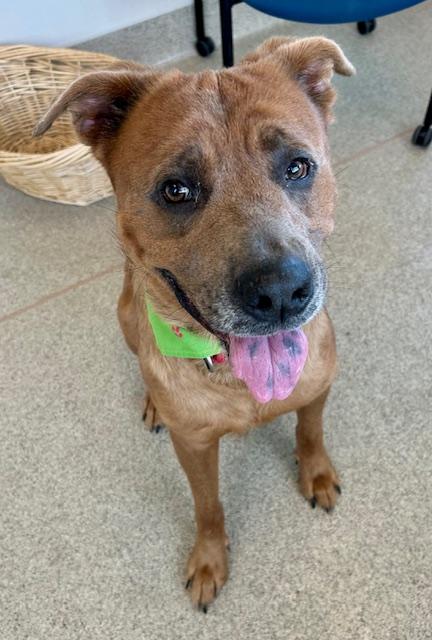 Enlarge Bowie, a Adoptable mixed breed in Plano, TX image 4/4