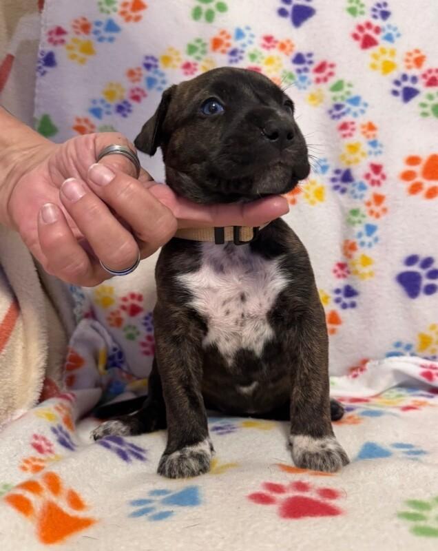 JASMINE (WHITE) DISNEY, Adoptable, Adult Female Mixed Breed & Pit Bull Terrier.