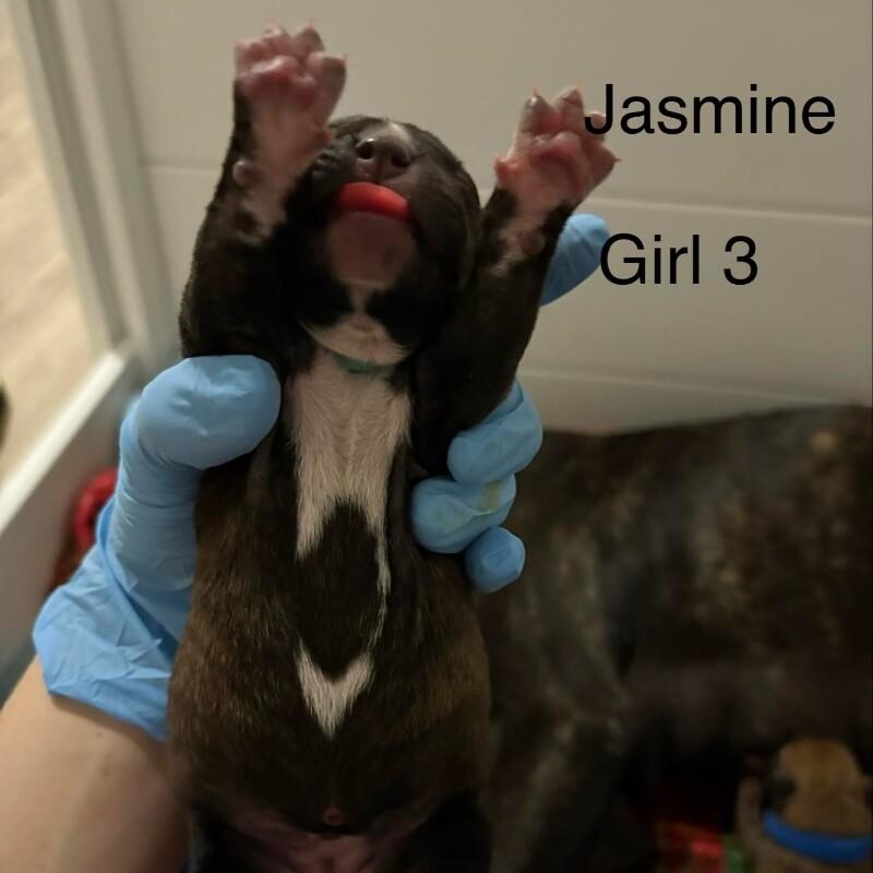 JASMINE (GREY) DISNEY, Adoptable, Adult Female Mixed Breed & Pit Bull Terrier.