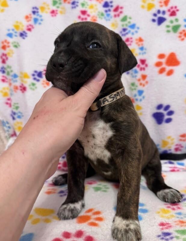 Enlarge JASMINE (WHITE) DISNEY, a Adoptable mixed breed in lawton, OK image 4/6