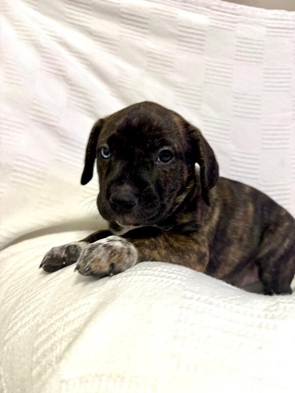 Enlarge JASMINE (WHITE) DISNEY, a Adoptable mixed breed in lawton, OK image 5/6