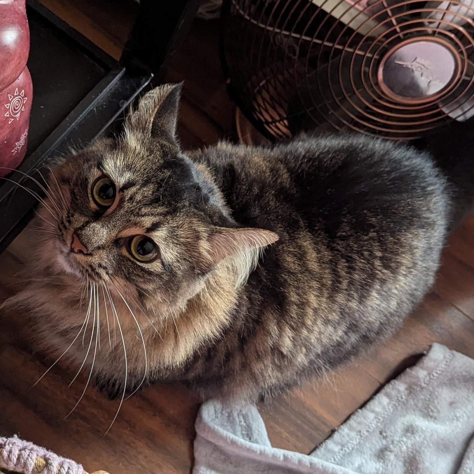 Willow, Adoptable, Adult Female Domestic Medium Hair.