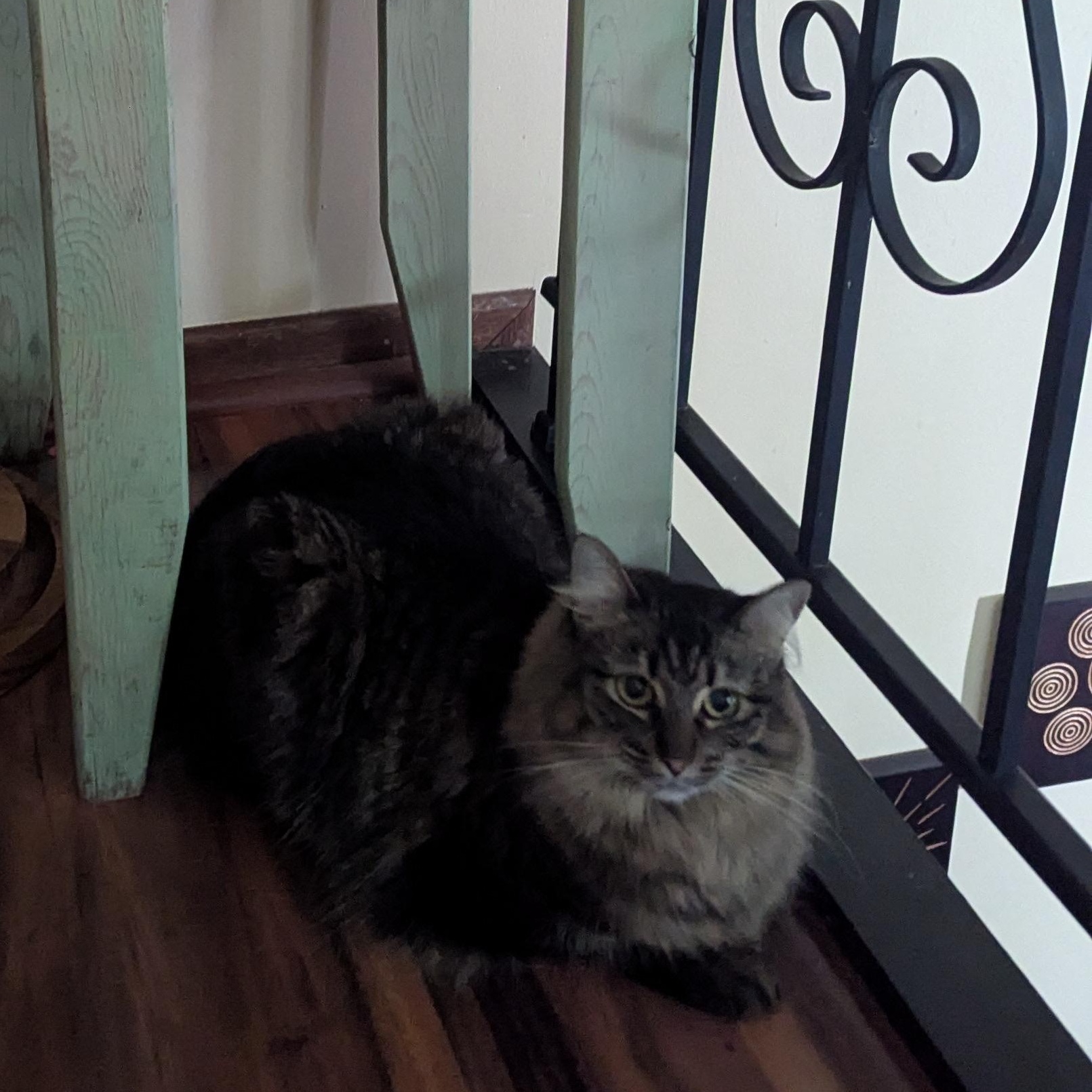 Willow, a Adoptable mixed breed in Eagan, MN image 2/4