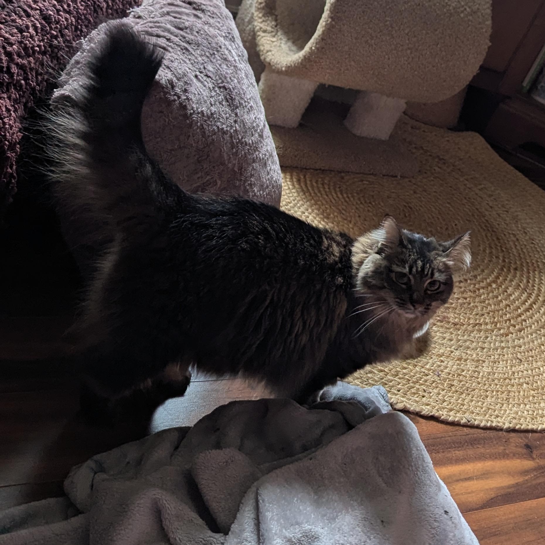 Willow, an adoptable Domestic Medium Hair in Eagan, MN, 55123 | Photo Image 3
