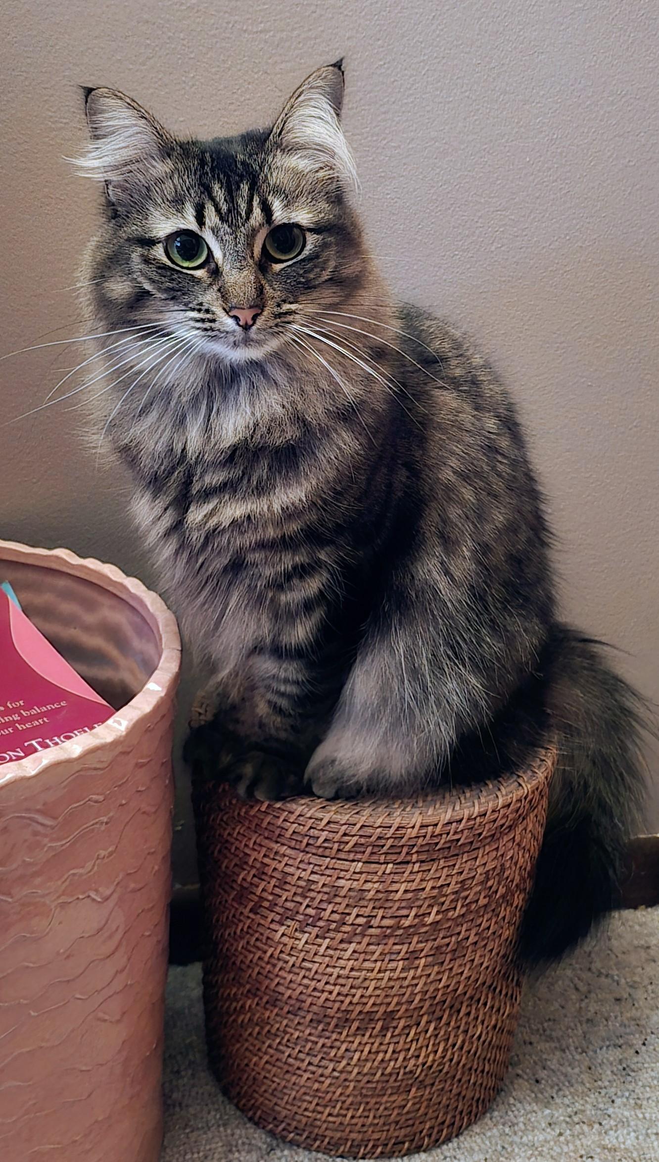 Willow, a Adoptable mixed breed in Eagan, MN image 2/5