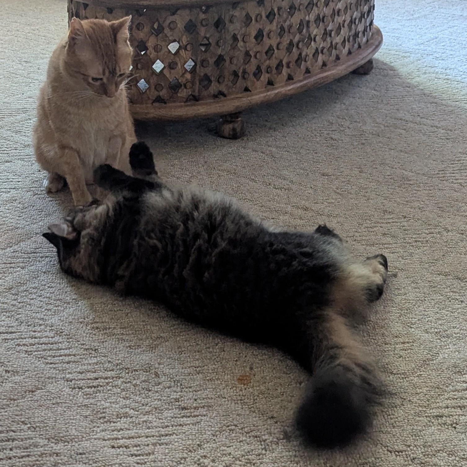 Willow, a Adoptable mixed breed in Eagan, MN image 4/4