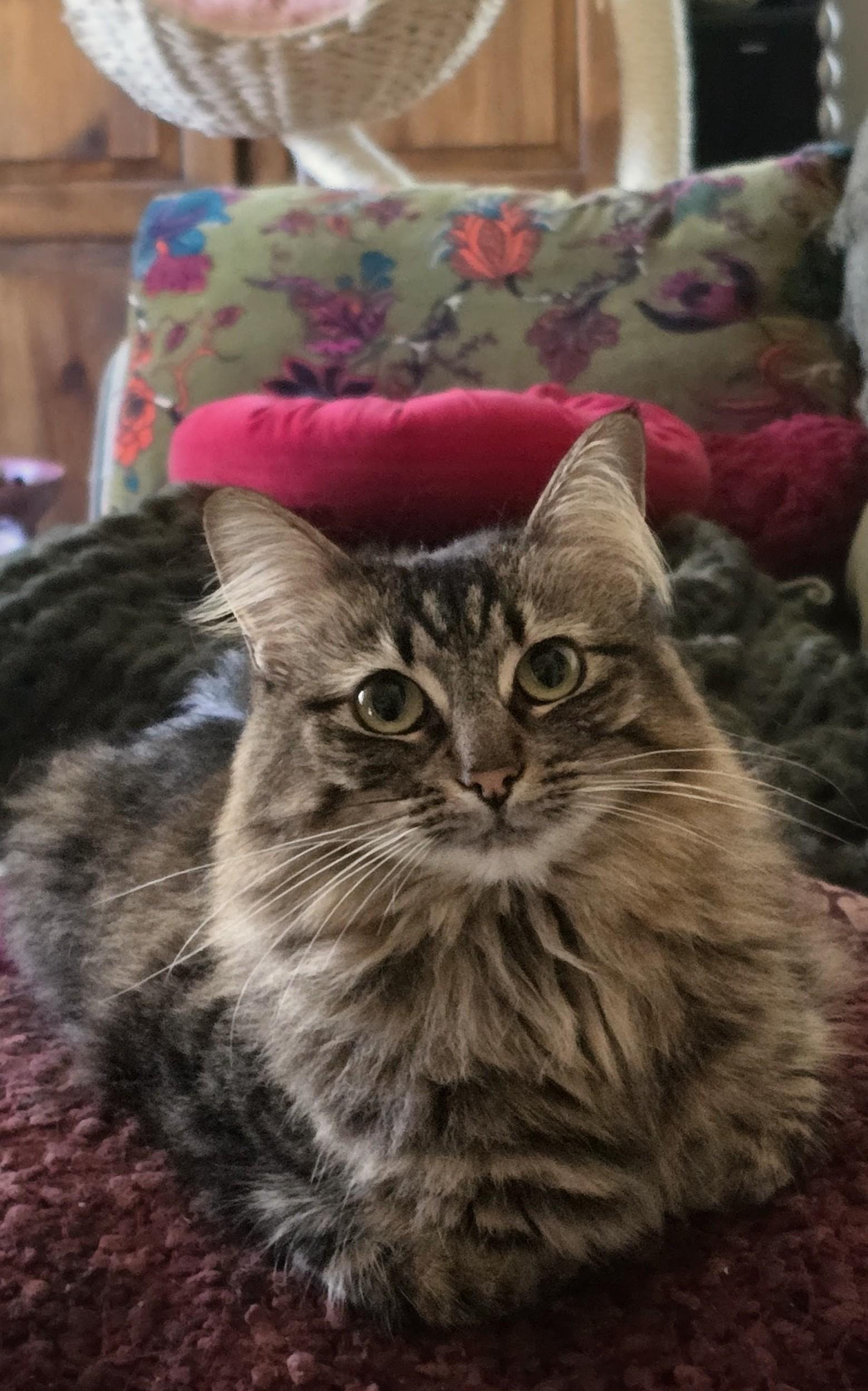 Willow, Adoptable, Adult Female Domestic Medium Hair.