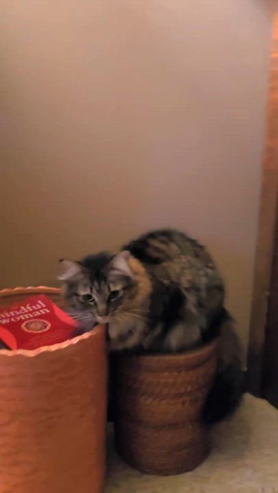 Enlarge Willow, a Adoptable mixed breed in Eagan, MN video 6/6