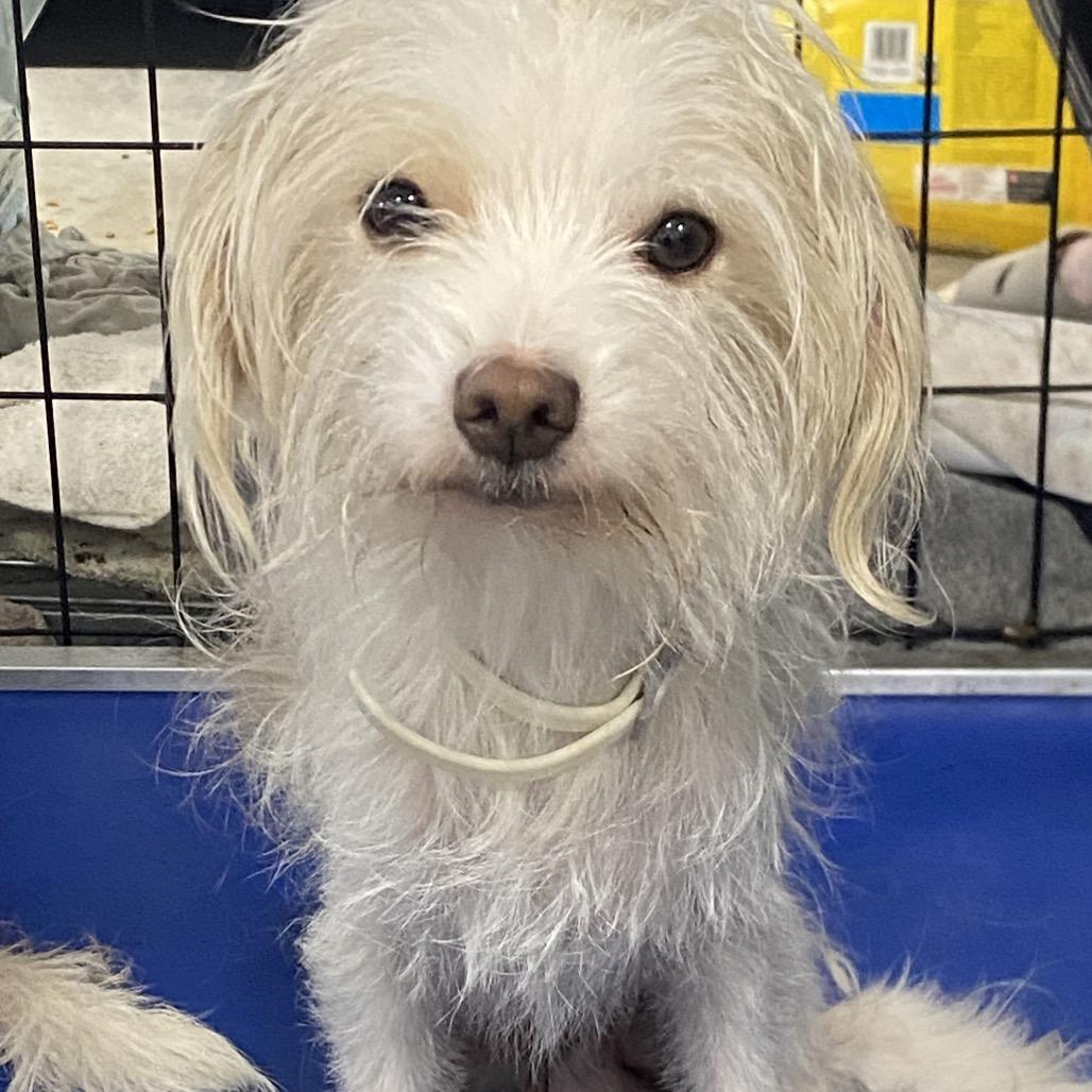 Balki Bartokomous, Adoptable, Young Male Wirehaired Terrier.