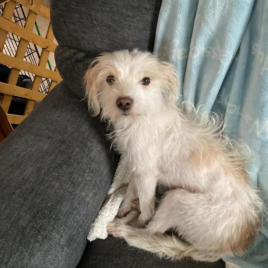 Enlarge Balki Bartokomous, a Adoptable Wirehaired Terrier in Muscatine, IA image 2/4