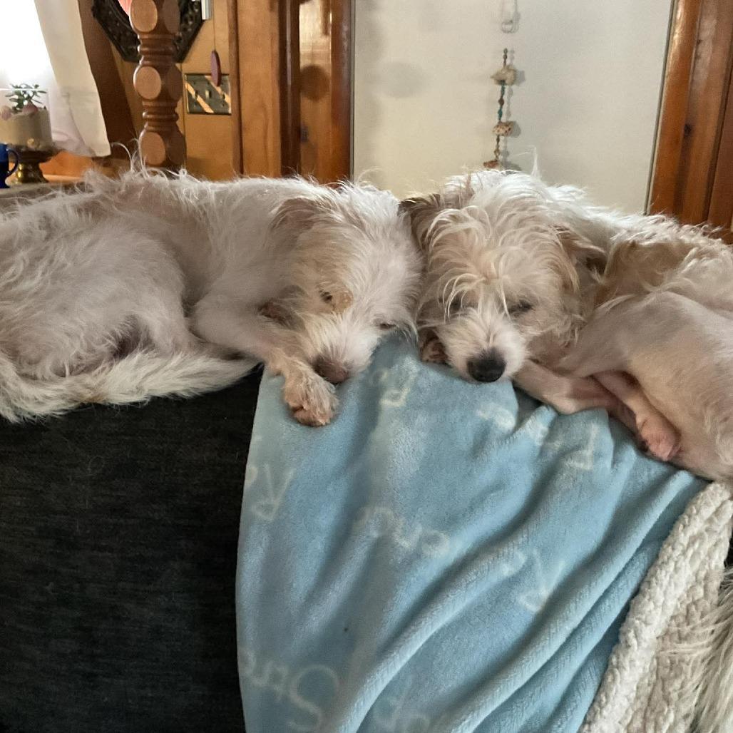 Enlarge Balki Bartokomous, a Adoptable Wirehaired Terrier in Muscatine, IA image 3/4
