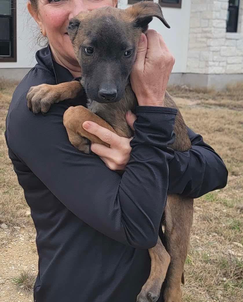 Morpheus, Adopted, Young Male Belgian Shepherd / Malinois.