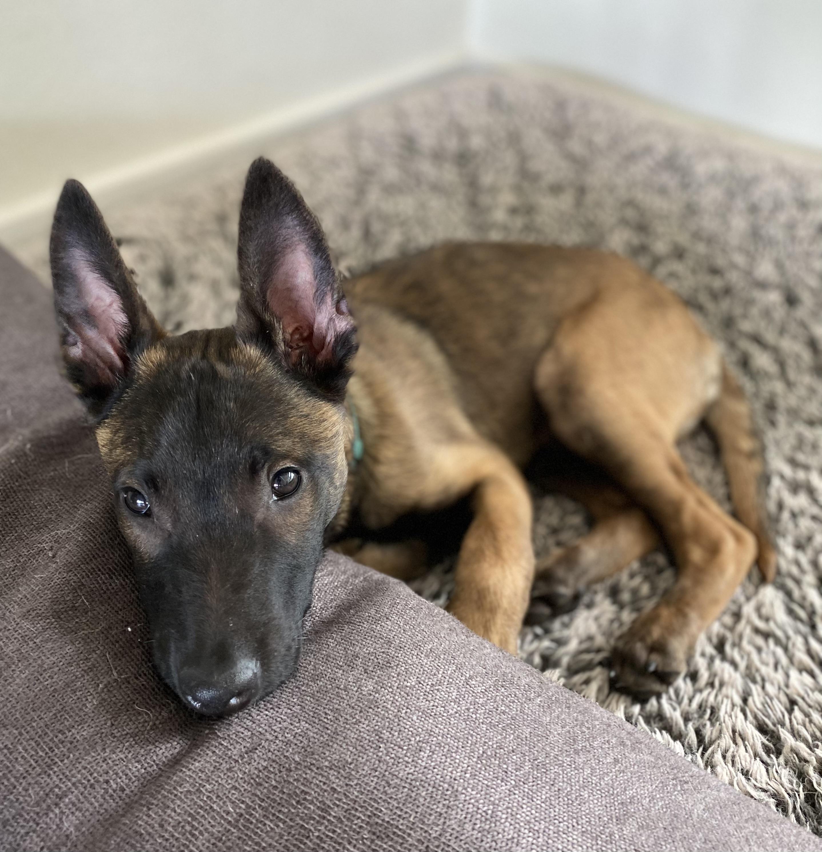 Morpheus, a Adopted Belgian Shepherd / Malinois in Houston , TX image 2/6