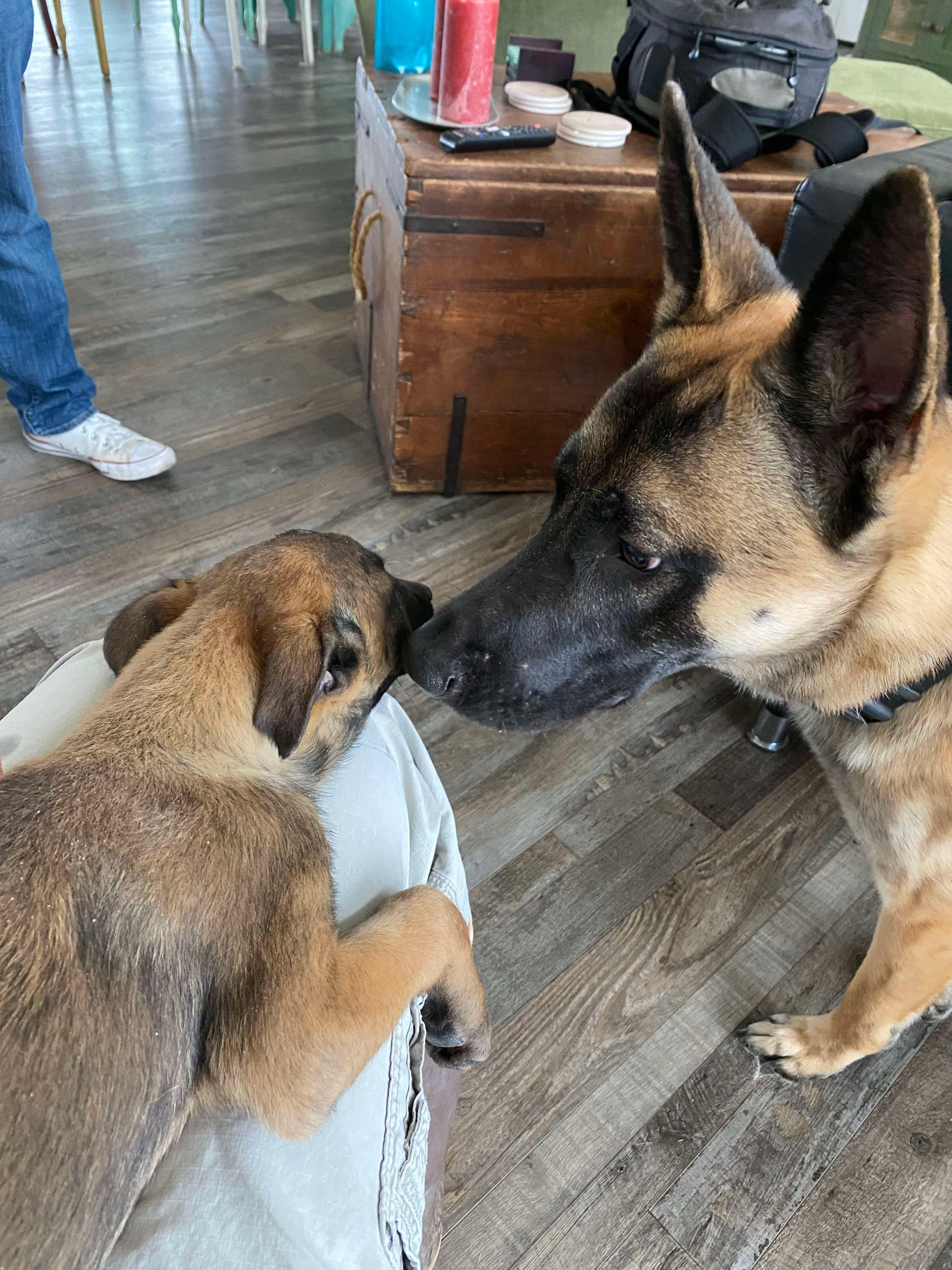 Morpheus, a Adopted Belgian Shepherd / Malinois in Houston , TX image 3/6