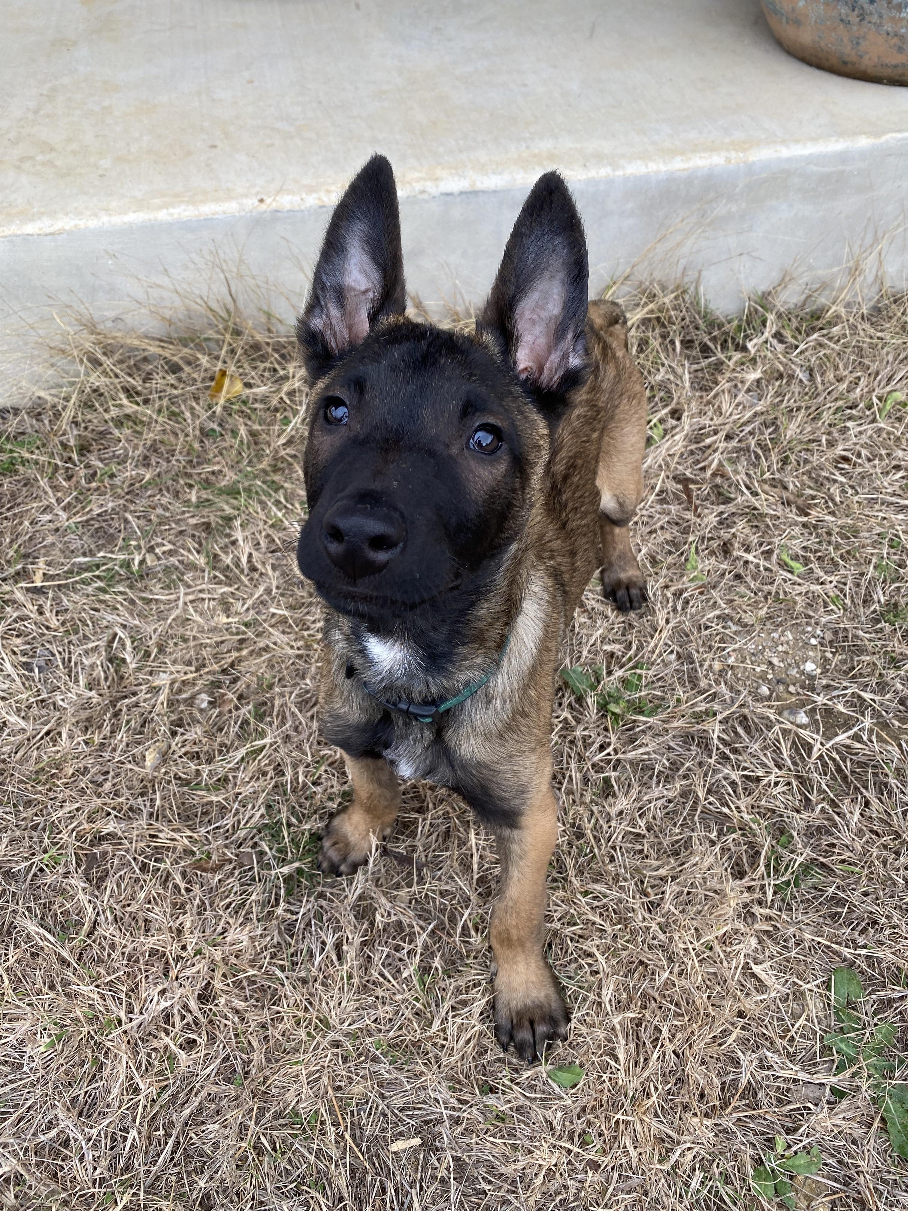 Morpheus, a Adopted Belgian Shepherd / Malinois in Houston , TX image 4/6