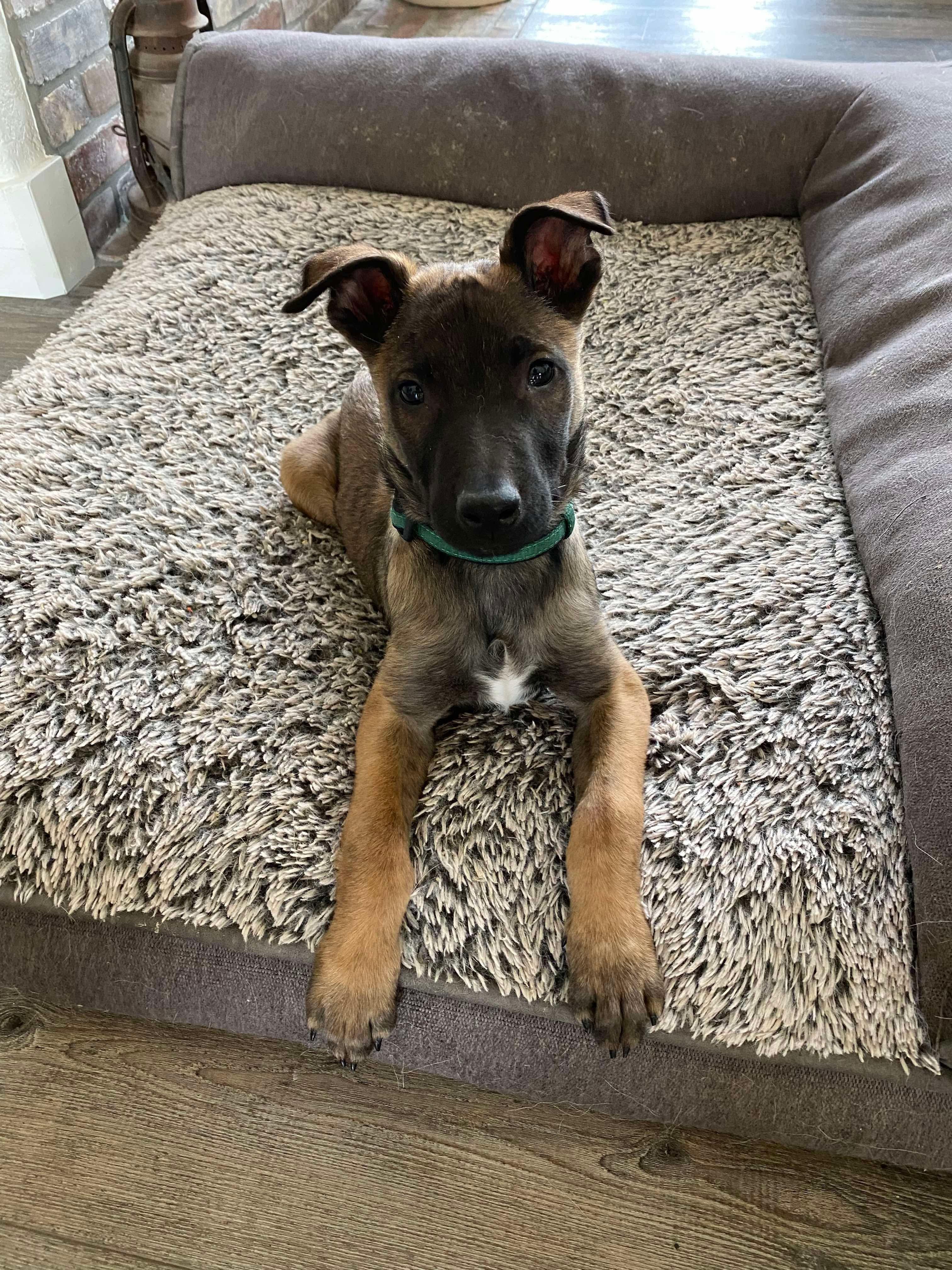 Morpheus, a Adopted Belgian Shepherd / Malinois in Houston , TX image 5/6
