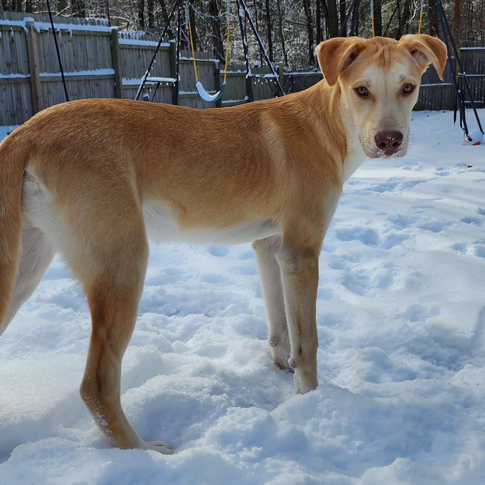 Enlarge Frank PB Banana - Local Boy, a Adoptable mixed breed in Andover, MA image 6/6