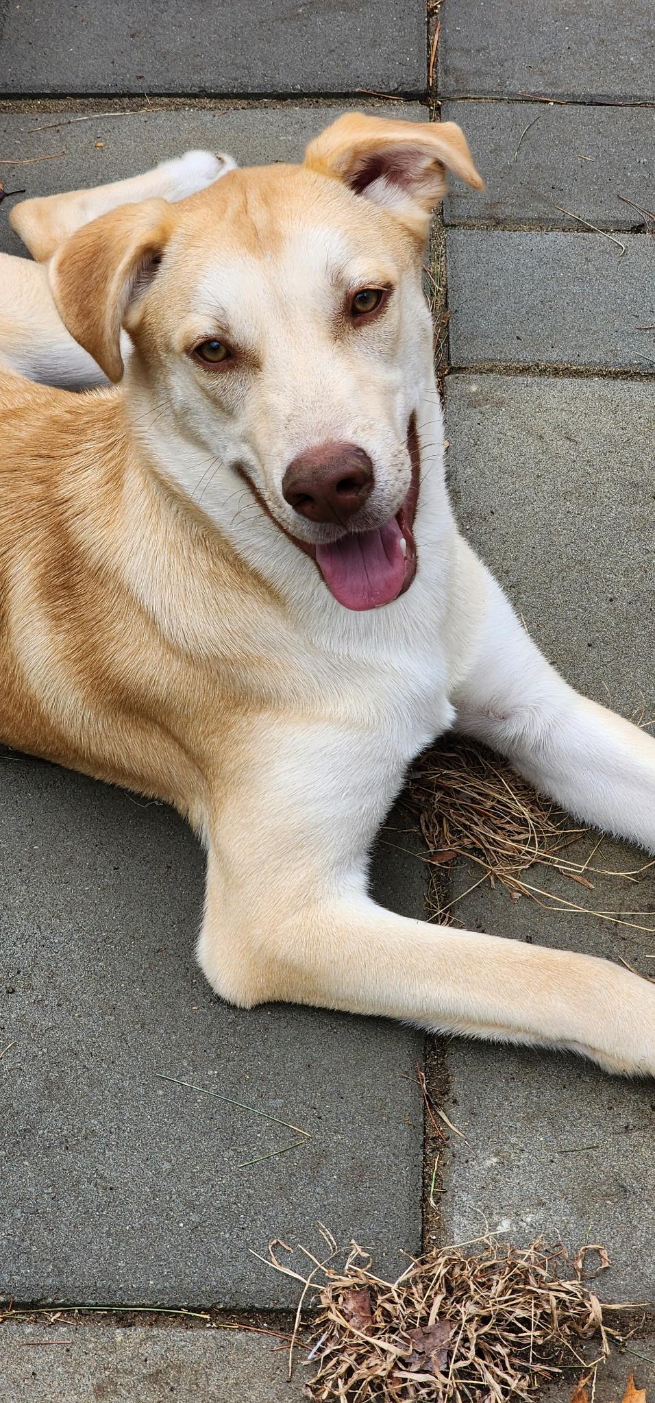 Enlarge Frank PB Banana - Local Boy, a Adoptable mixed breed in Andover, MA image 1/6