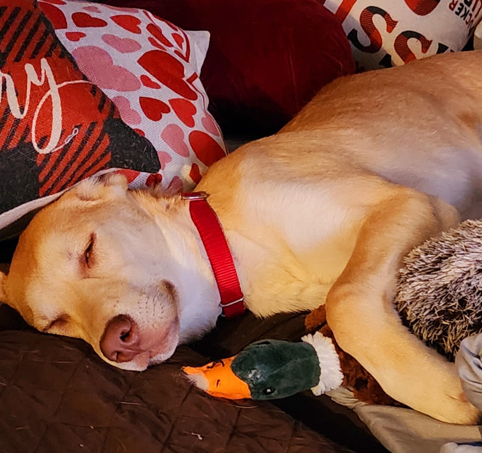 Enlarge Frank PB Banana - Local Boy, a Adoptable mixed breed in Andover, MA image 5/6