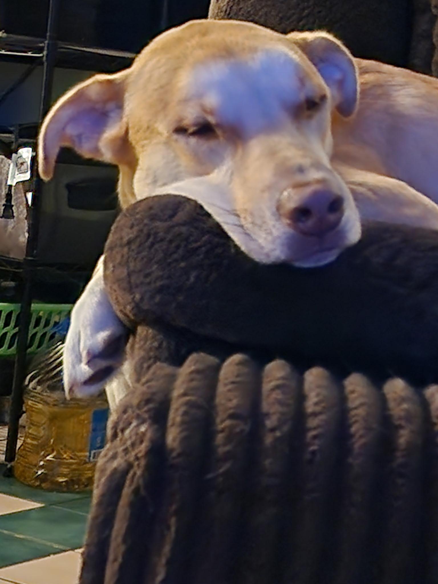 Enlarge Frank PB Banana - Local Boy, a Adoptable mixed breed in Andover, MA image 2/6