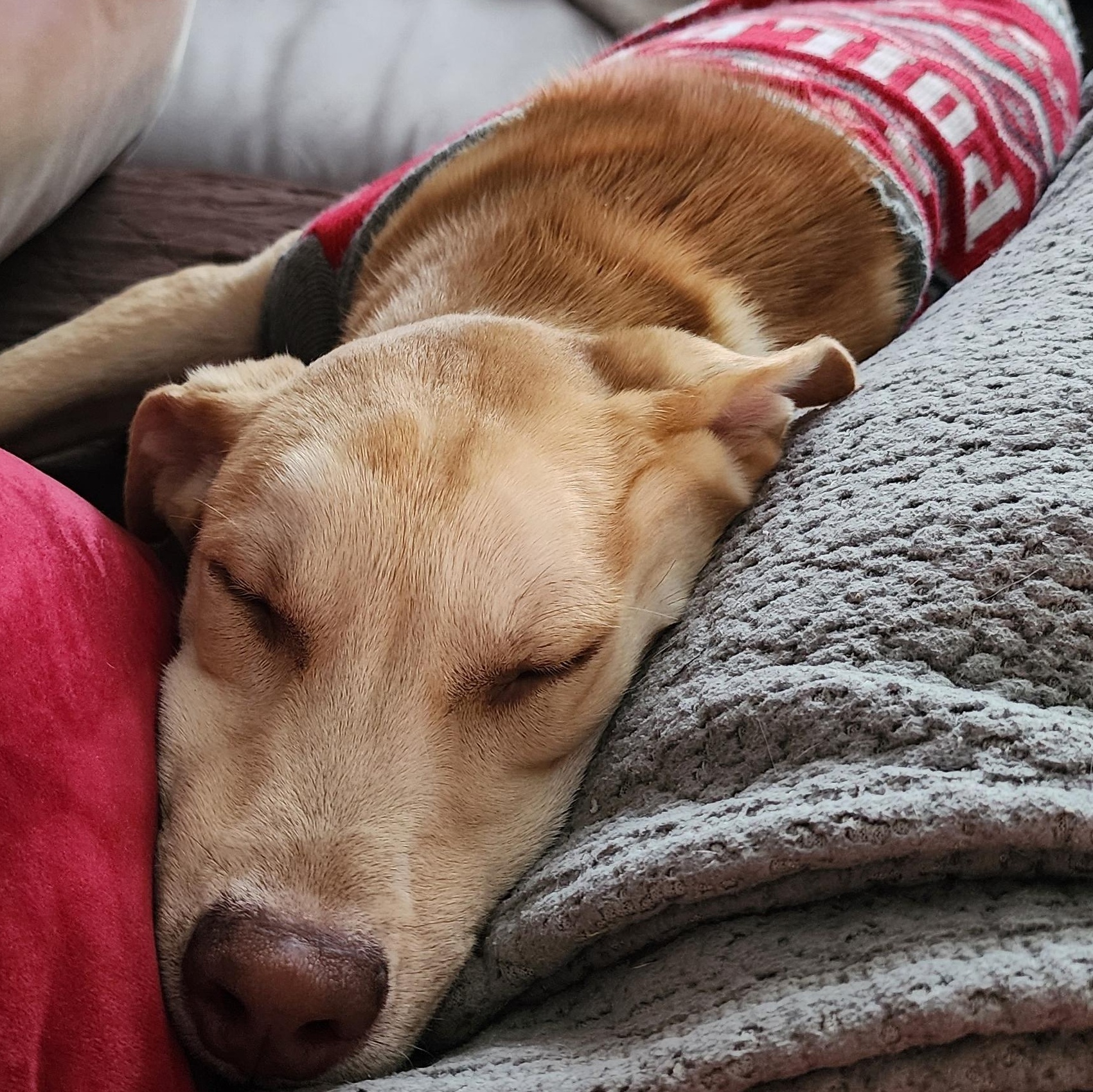 Enlarge Frank PB Banana - Local Boy, a Adoptable mixed breed in Andover, MA image 4/6