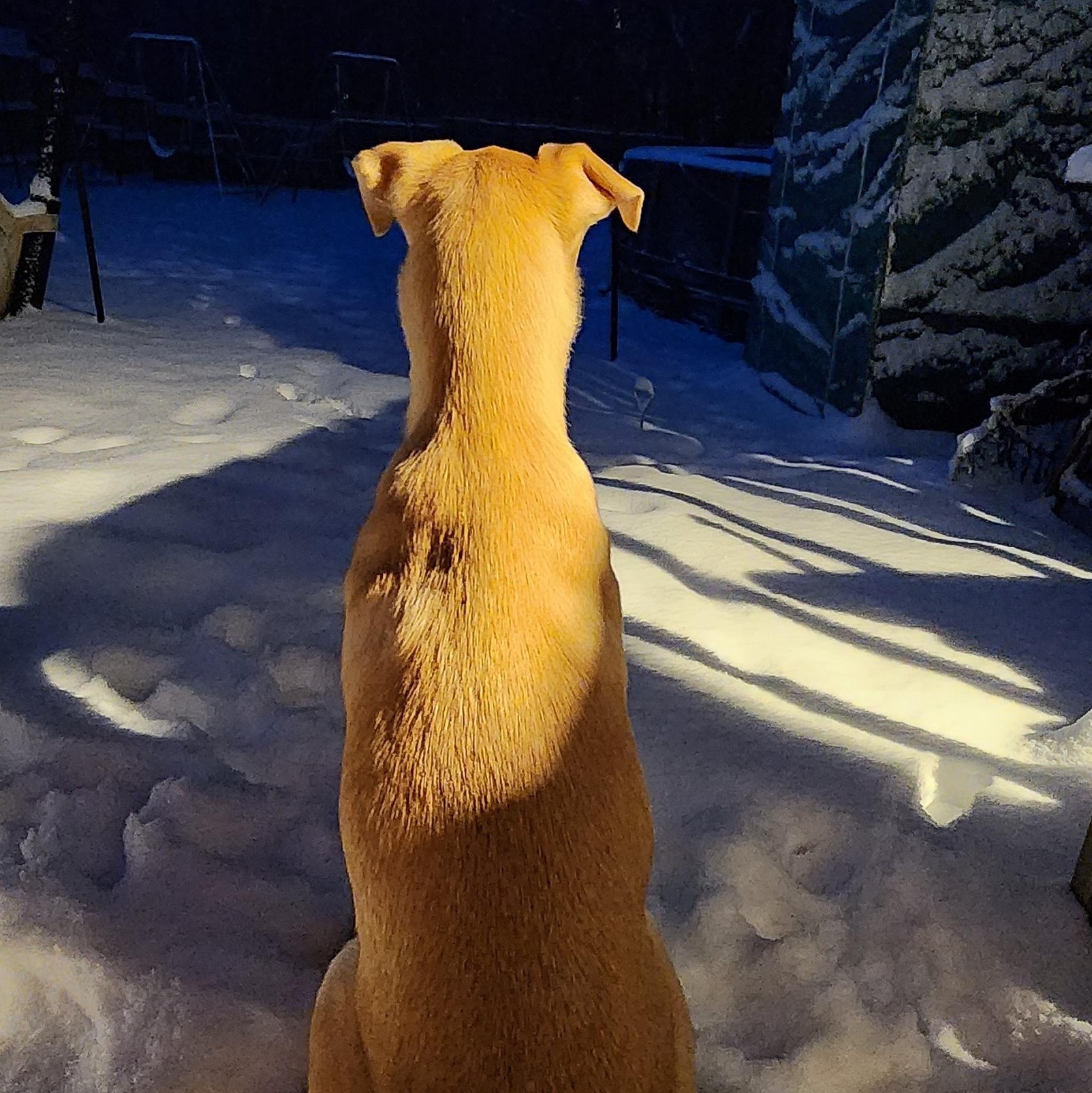 Enlarge Frank PB Banana - Local Boy, a Adoptable mixed breed in Andover, MA image 3/6