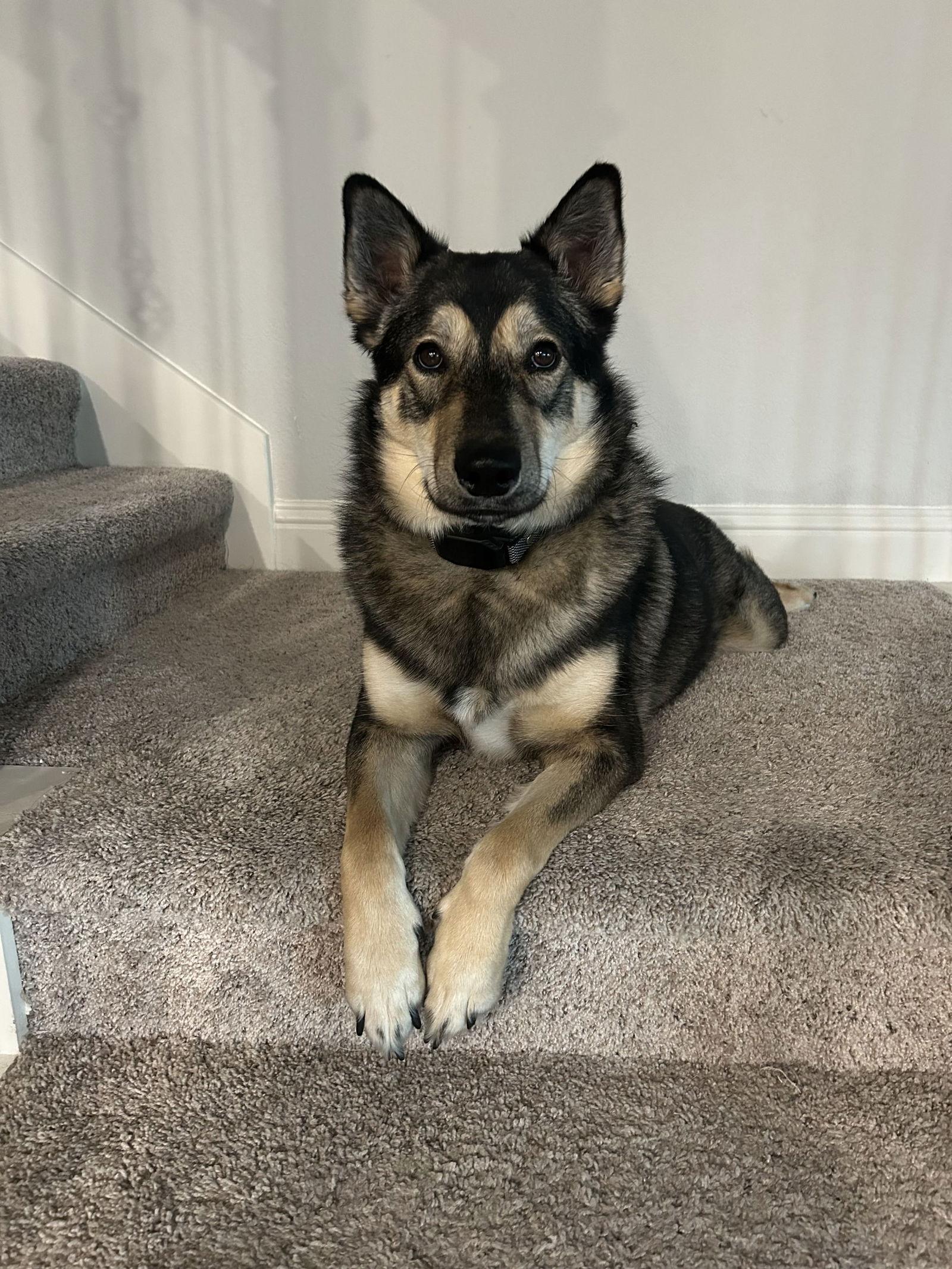 Rookie, Adoptable, Adult Male Husky.